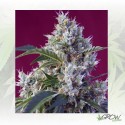 Indigo Berry Kush® Sweet Seeds - 5 Seeds