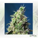 Green Poison XL Auto® Sweet Seeds - 5 Seeds