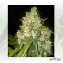 Black Russian Delicious Seeds - 3 Seeds