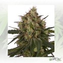 Ice Royal Queen Seeds - 1 Seed