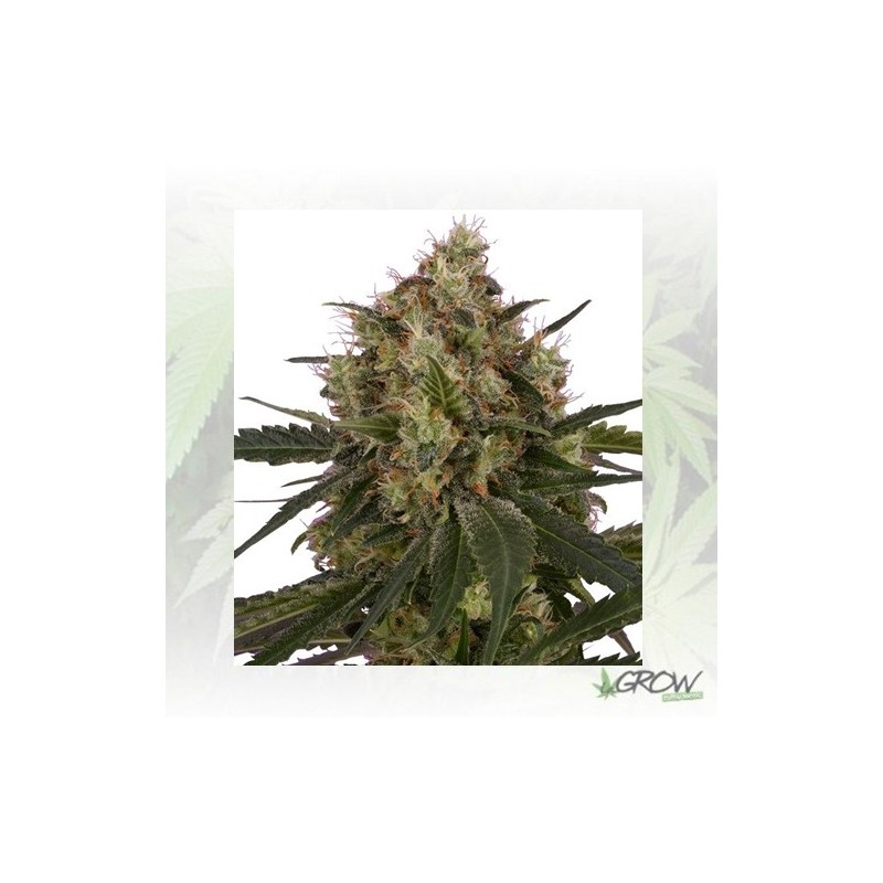 Ice Royal Queen Seeds - 1 Seed