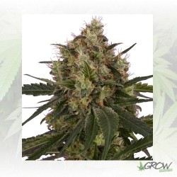 Ice Royal Queen Seeds - 3...
