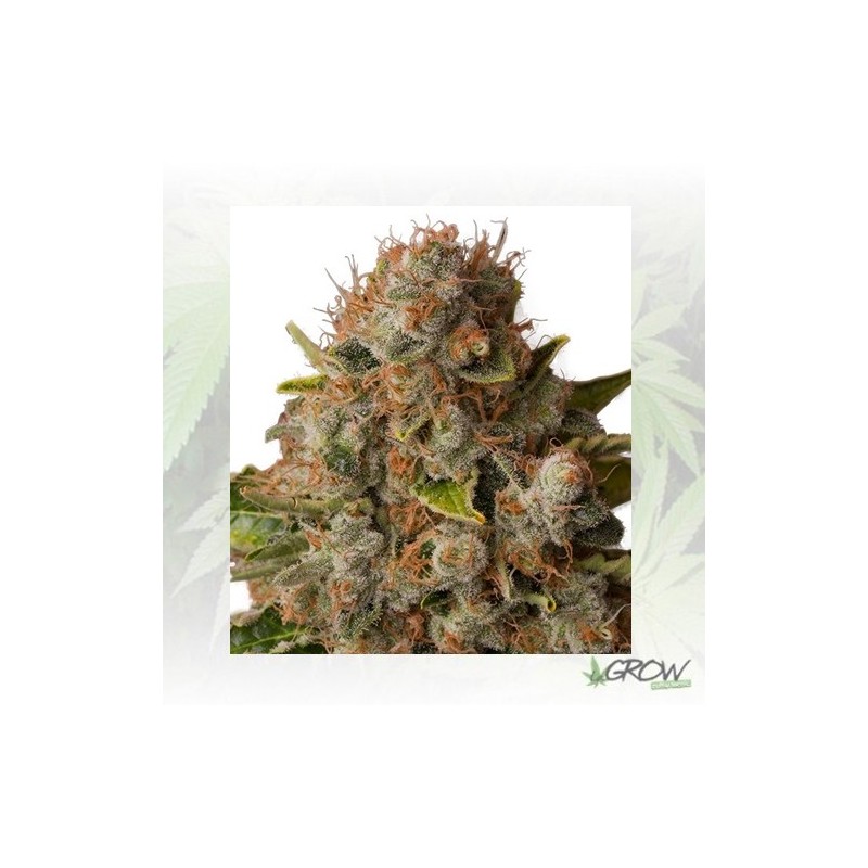 White Widow Royal Queen Seeds - 3 Seeds