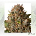 White Widow Royal Queen Seeds - 5 Seeds