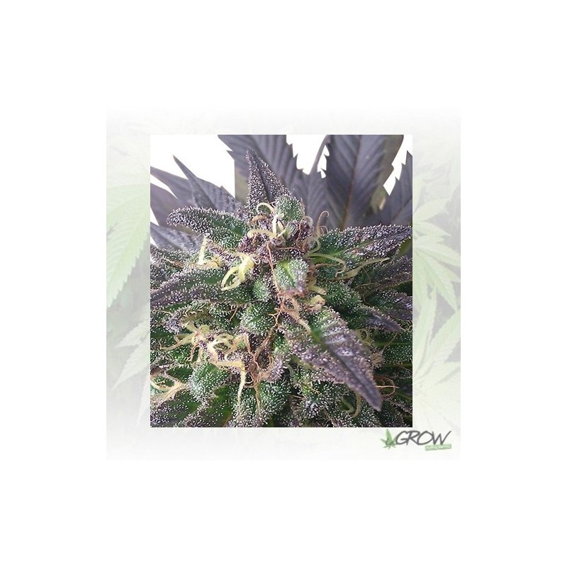 Blue Mystic Royal Queen Seeds - 1 Seed