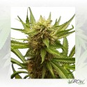 Northern Light Royal Queen Seeds - 1 Seed