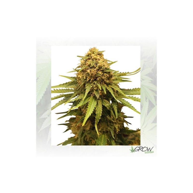 Critical Royal Queen Seeds - 1 Seed