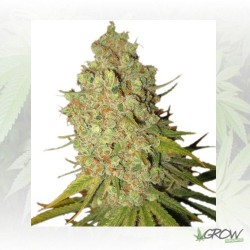 Special Kush 1 Royal Queen...