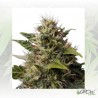 Royal Moby Royal Queen Seeds - 1 Seed