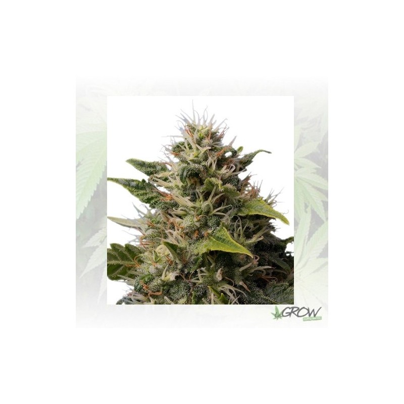Royal Moby Royal Queen Seeds - 3 Seeds