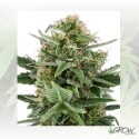 Royal Dwarf Royal Queen Seeds - 1 Seed