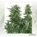 Easy Bud Auto Royal Queen Seeds - 10 Seeds