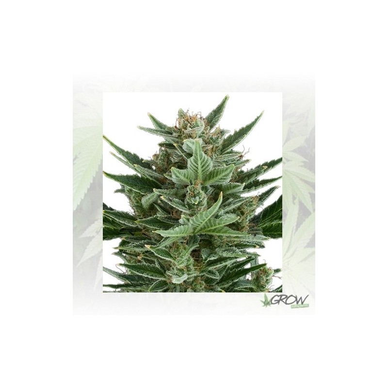 Quick One Royal Queen Seeds - 1 Seed