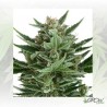 Quick One Auto Royal Queen Seeds - 3 Seeds