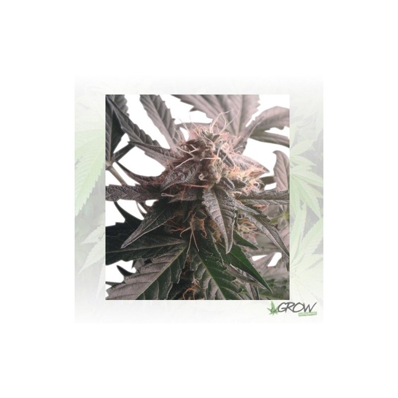 Northern Light Auto Royal Queen Seeds - 1 Seed