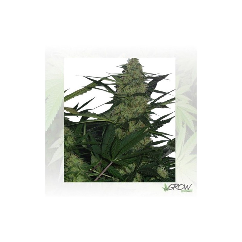 Royal AK Auto Royal Queen Seeds - 3 Seeds