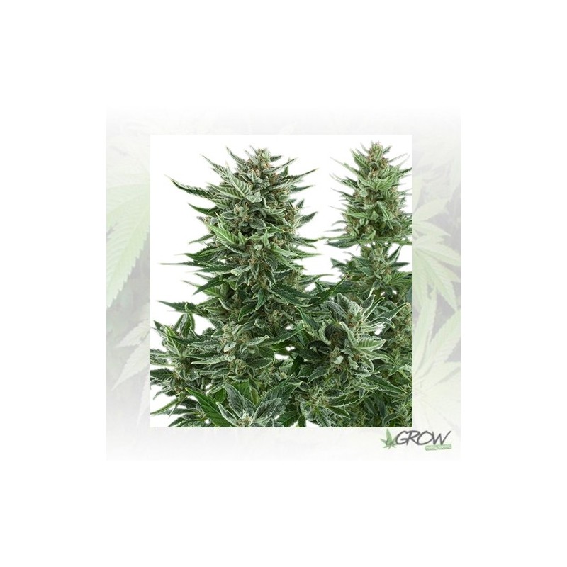 Easy Bud Auto Royal Queen Seeds - 3 Seeds