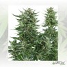 Easy Bud Auto Royal Queen Seeds - 3 Seeds
