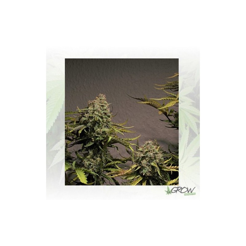 Blue Cheese Auto Royal Queen Seeds - 1 Seed