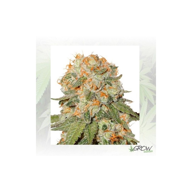 Orange Bud® Dutch Passion - 5 Seeds