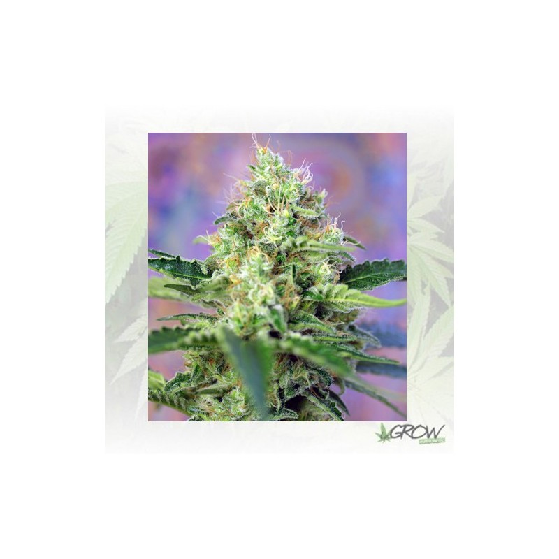 Crystal Candy® Sweet Seeds - 3 Seeds