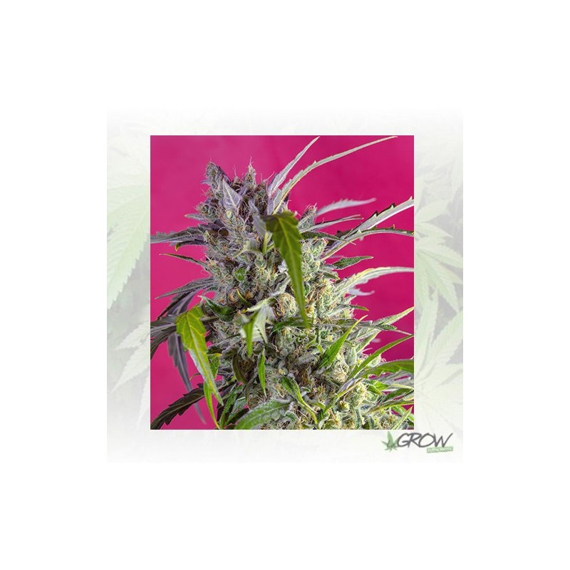 Crystal Candy Auto® Sweet Seeds - 5 Seeds