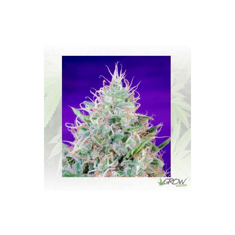 Green Poison® Sweet Seeds - 3 Seeds