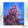 Red Poison Auto® Sweet Seeds - 5 Seeds