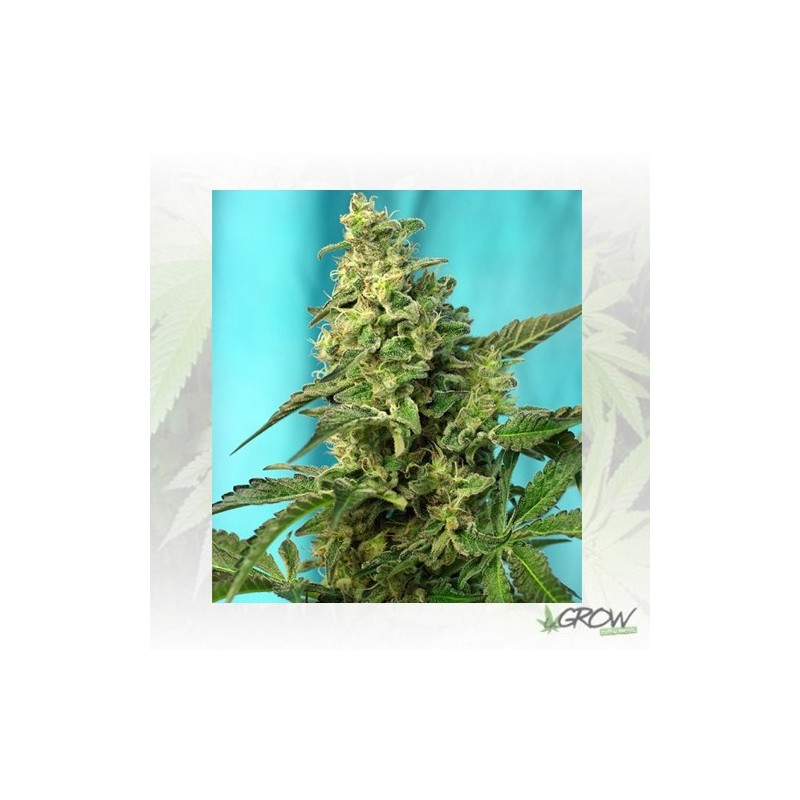 Green Poison F1 Fast Version® Sweet Seeds - 3 Uds