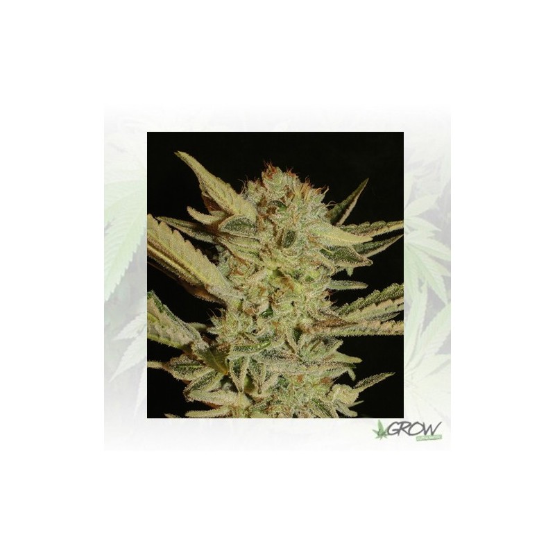 Bubble Gum Serious Seeds - 11 Seeds