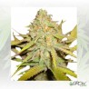 O.G. Kush Royal Queen Seeds - 5 Seeds