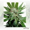 Royal Cheese FF Royal Queen Seeds - 1 Seed