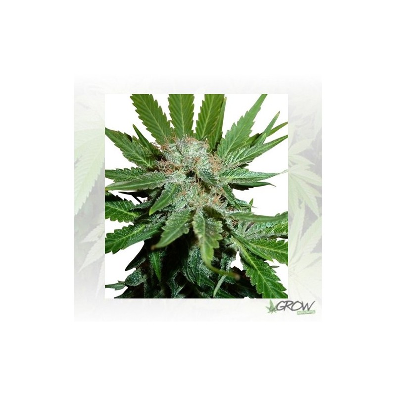 Royal Cheese FF Royal Queen Seeds - 5 Seeds
