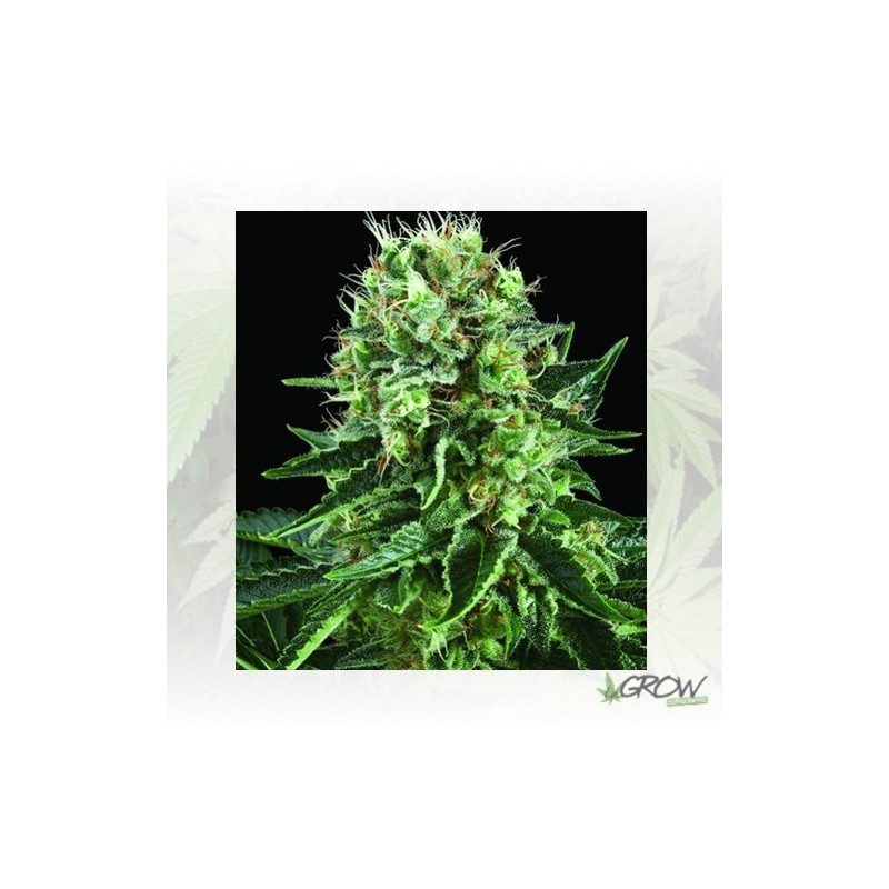Bubble Kush Royal Queen Seeds - 1 Seed