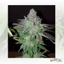 Pineapple Kush Royal Queen Seeds - 5 Seeds