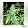Candy Kush Express Royal Queen Seeds - 1 Seed