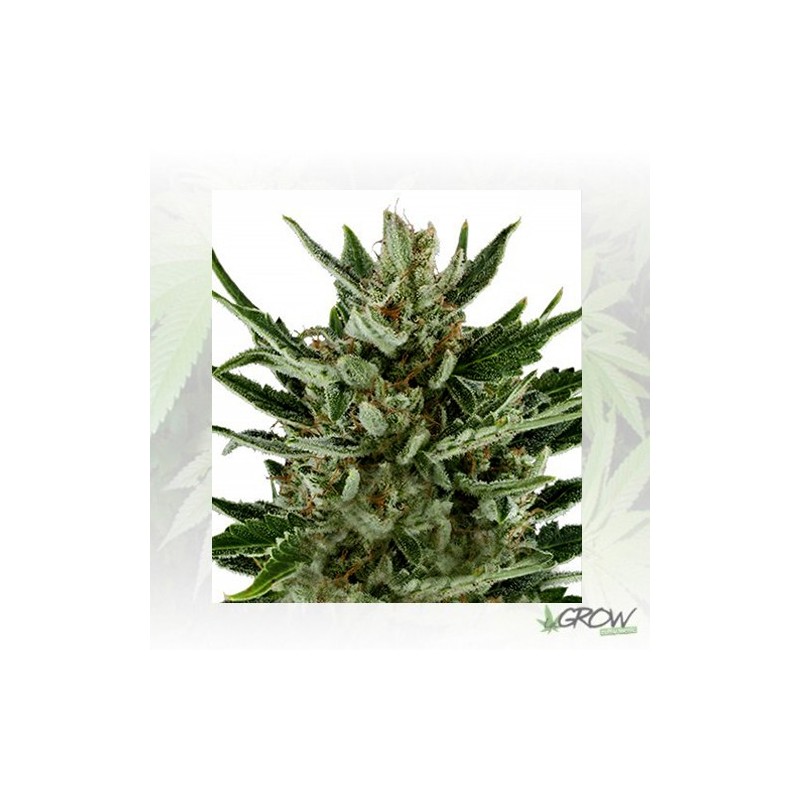 Speedy Chile FF Royal Queen Seeds - 1 Seed