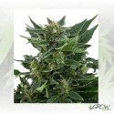 Royal Kush Auto Royal Queen Seeds - 1 Seed
