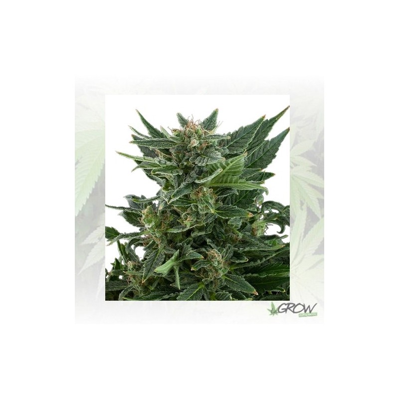 Royal Kush Auto Royal Queen Seeds - 5 Seeds