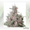 Royal Creamatic Auto Royal Queen Seeds - 1 Seed