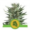 Royal Cheese Auto Royal Queen Seeds - 1 Seed