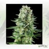White Widow Auto Royal Queen Seeds - 1 Seed