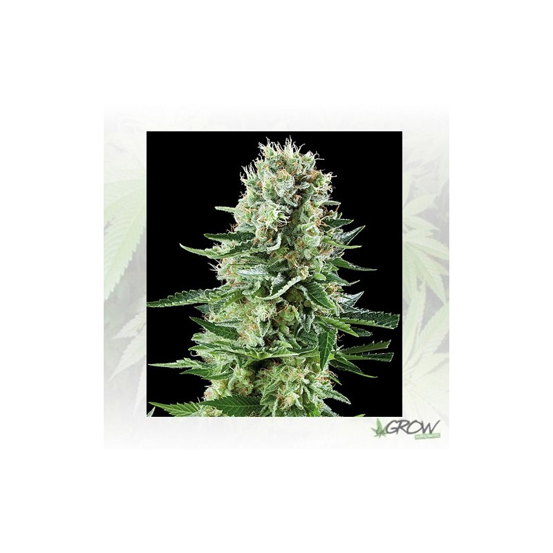 White Widow Auto Royal Queen Seeds - 5 Seeds