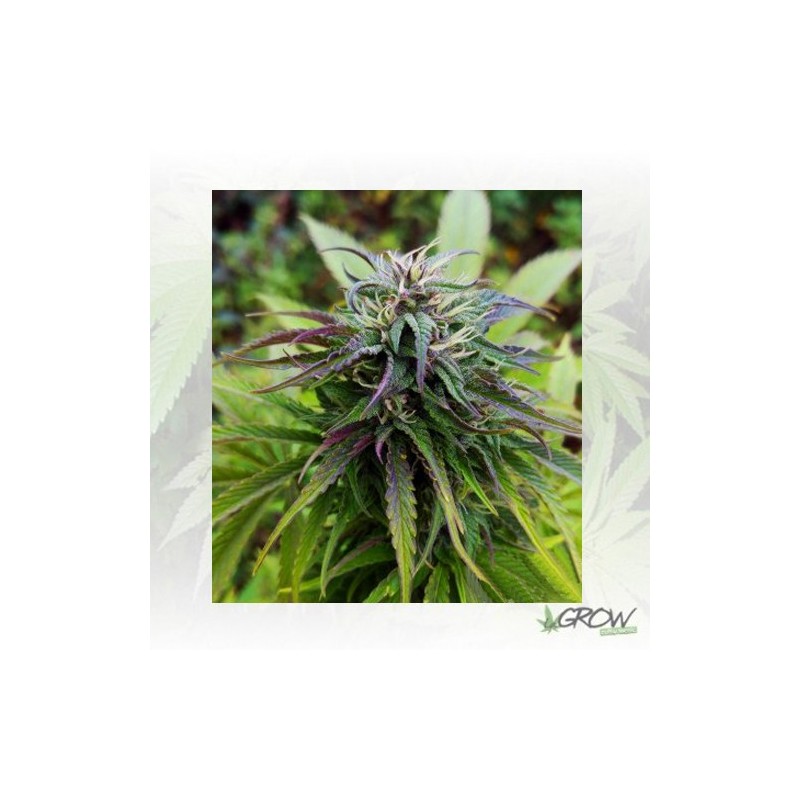 Royal Jack Auto Royal Queen Seeds - 3 Seeds