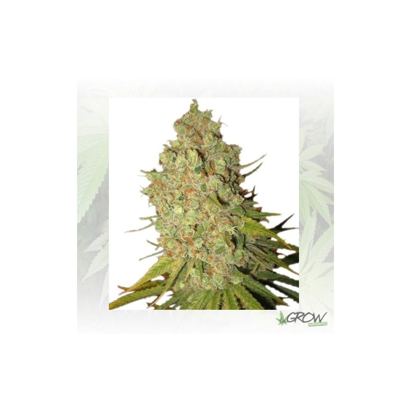 Bubble Kush Auto Royal Queen Seeds - 5 Seeds