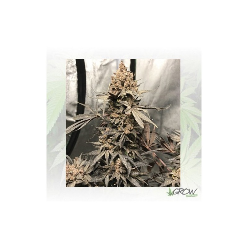 Royal Highness Royal Queen Seeds - 1 Seed