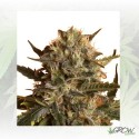 Royal Madre Royal Queen Seeds - 1 Seed