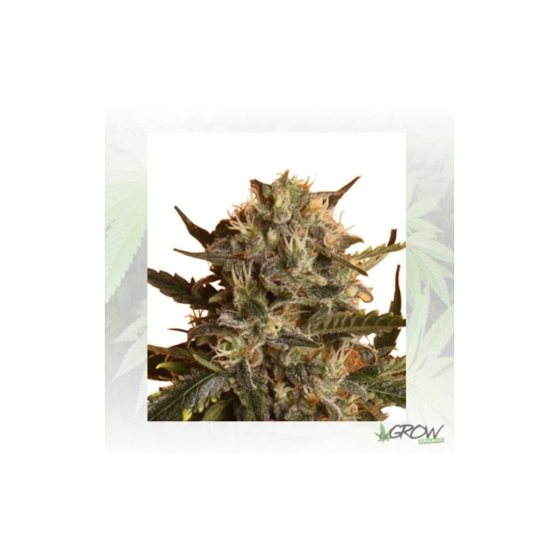 Royal Madre Royal Queen Seeds - 1 Seed