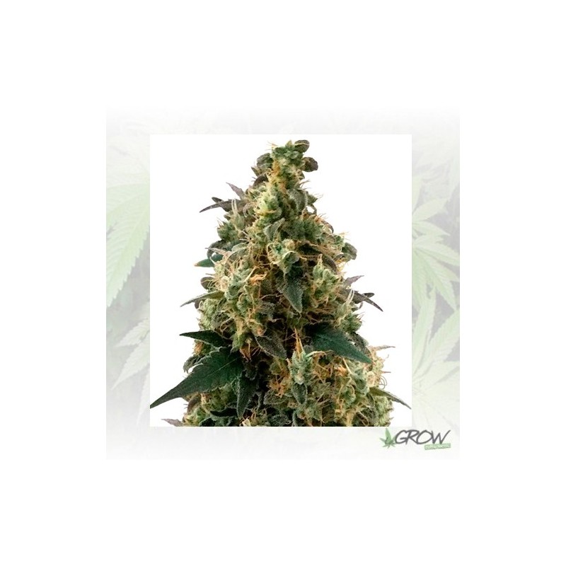Royal Domina Royal Queen Seeds - 5 Seeds
