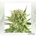 Royal Cookies Auto Royal Queen Seeds - 3 Seeds